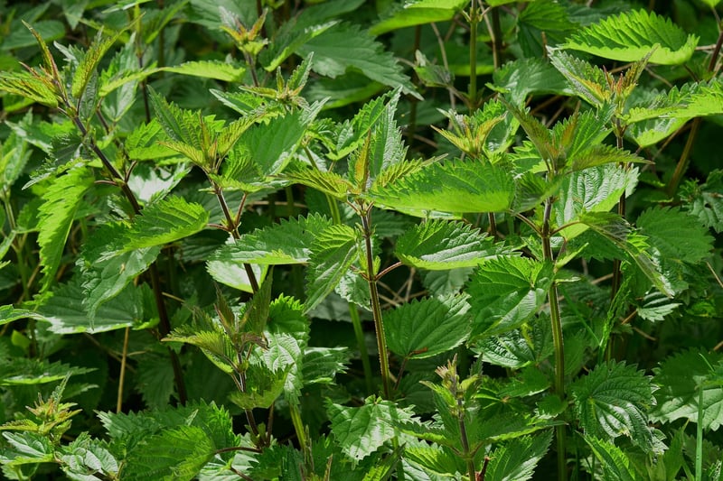 Enchanted Herbs