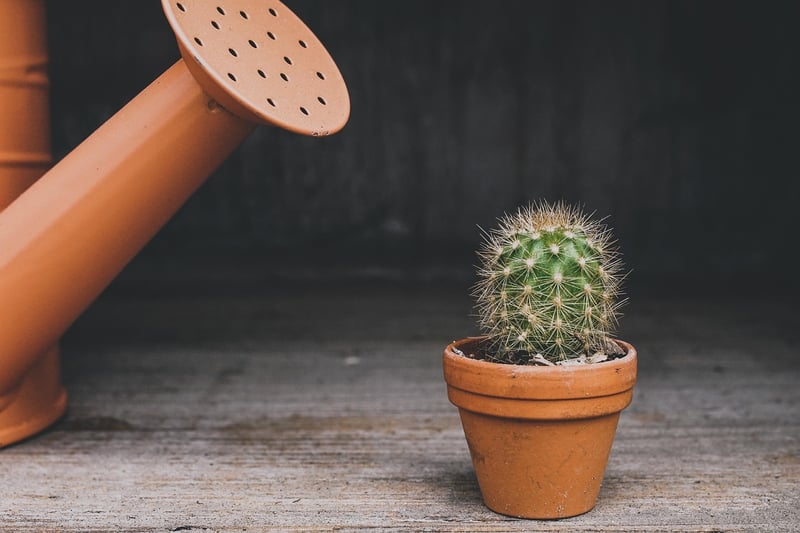 Watering Guidelines