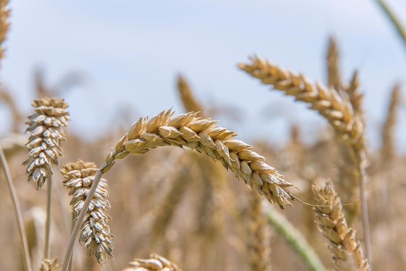 Wheat Field